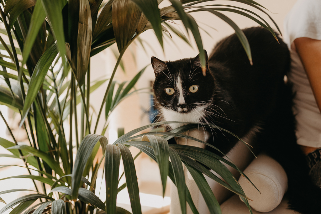 Zwierzęta na sesji ciażowej w domu nie są problemem. Koty to świetni towarzysze podczas naturalnych, domowych sesji ciażowych.